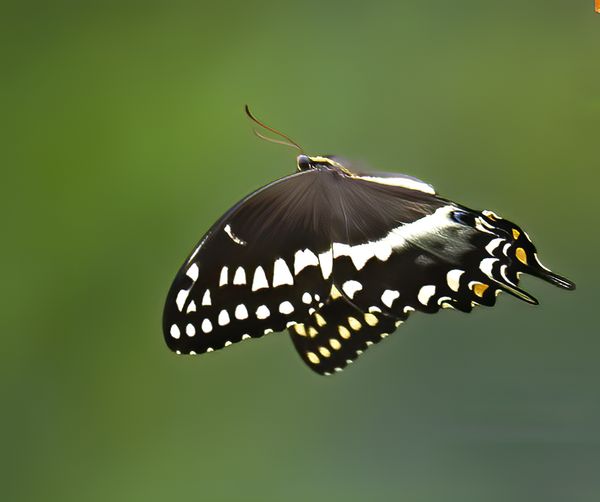 #6 Black Swallowtail...