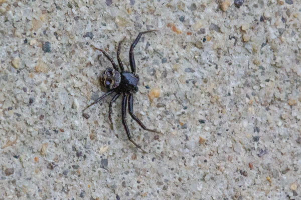 Ever see a seven-legged spider? And no, I didn't s...