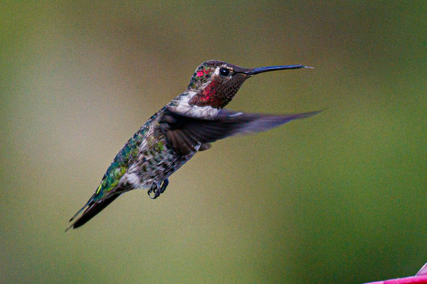 Hummers, if only they would hold still...