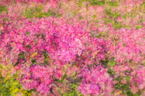 I used this multi exposure of pink phlox to make.....