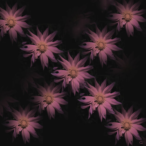 Enlarge background and produce 9 flowers from the ...