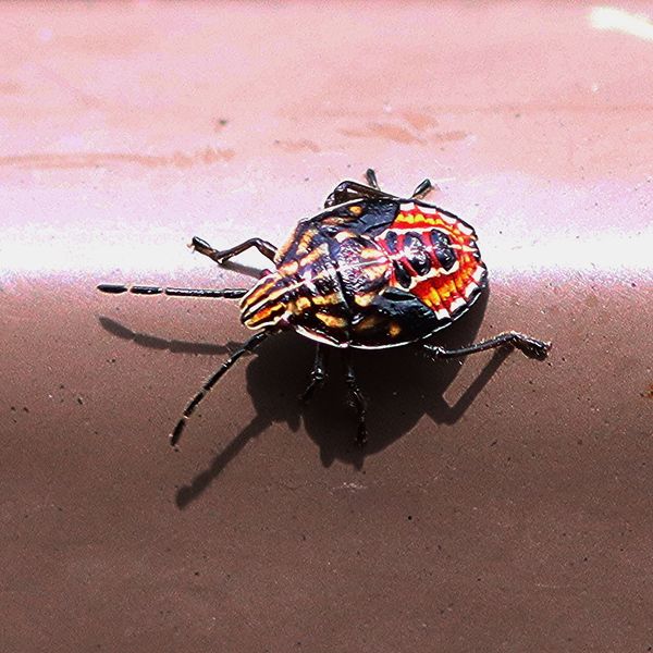 Stink/Field Bug on glass table...