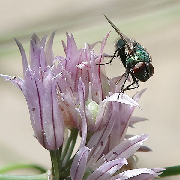 Green Bottle Fly on Chive blossom...