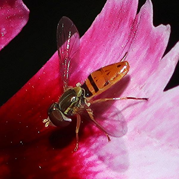 Margined Calligrapher Fly on Dianthus blossom...