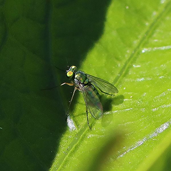 Long-legged Fly on rhubarb leaf...