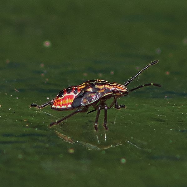 Stink/Field Bug on glass table...