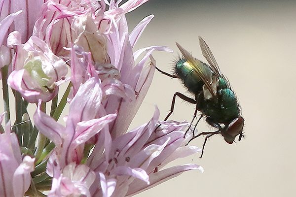 Green Bottle Fly on Chive blossom...