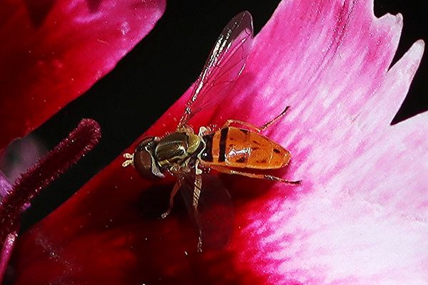 Margined Calligrapher Fly on Dianthus blossom...