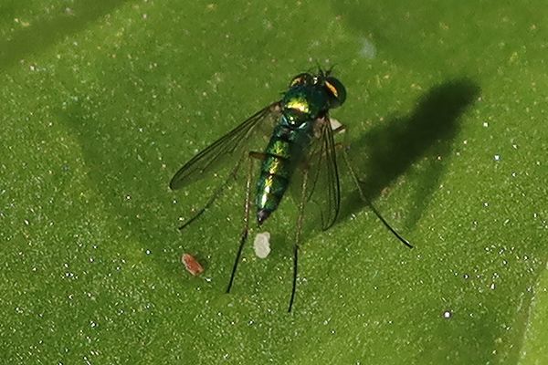 Long-legged Fly on rhubarb leaf...
