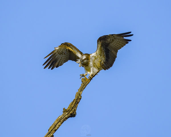 Osprey - balancing while settling on a delicate pe...