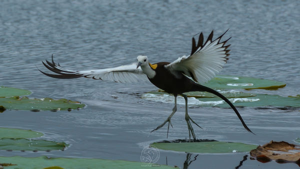 The delicate Pheasant Tail Jacana...