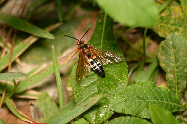 cicada killer wasps...