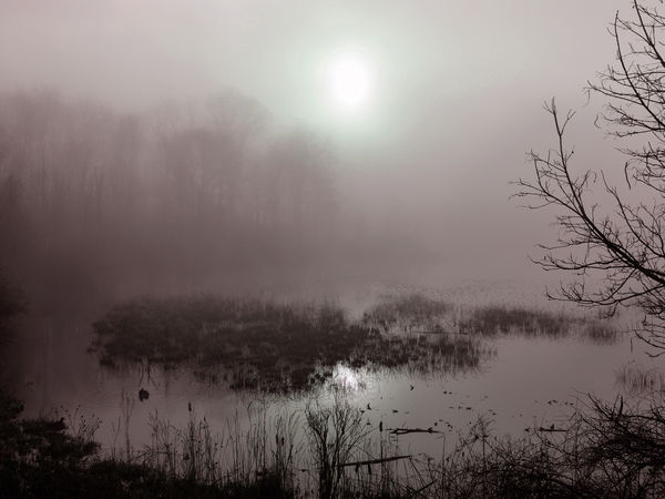 Sunlight burning thru fog at Beaver Marsh...