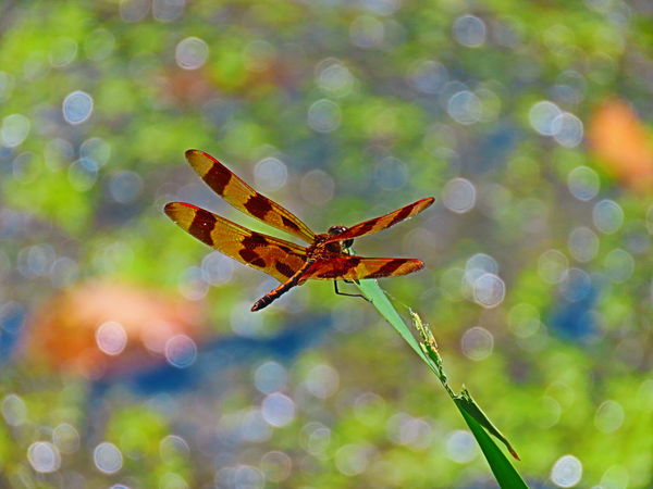 Halloween Pennant with lots of lens flare.  Shooti...