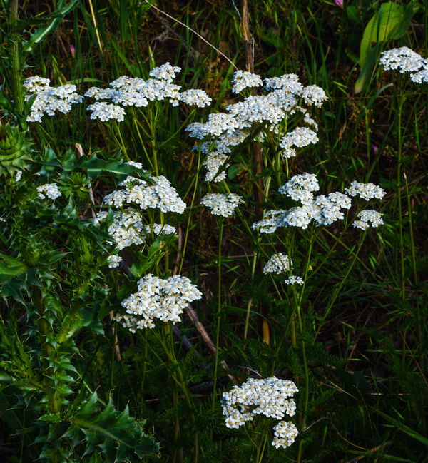 Queen Anne's lace?...