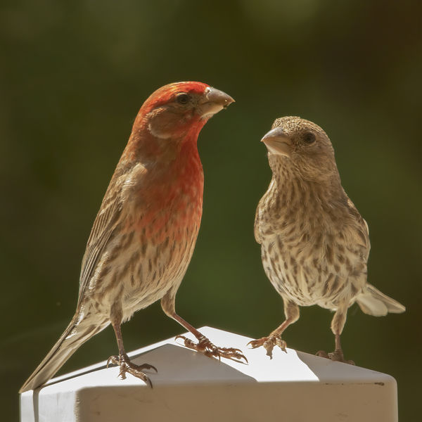 Mon (R) and Dad (L) House Finches (Haemoehous mexi...
