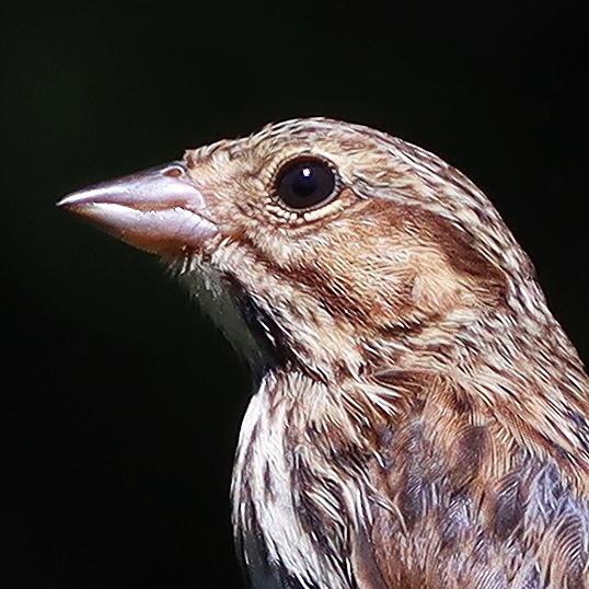 Song Sparrow - the melodius one in the yard. A ple...
