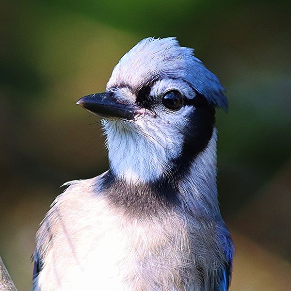 Blue Jay - the noisy one of the bunch. Spends most...