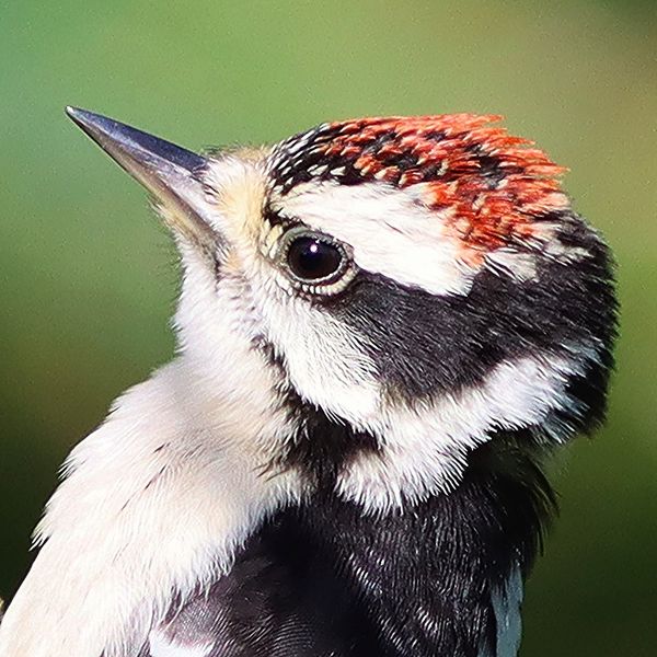 Downy Woodpecker - the smallest of the woodpeckers...