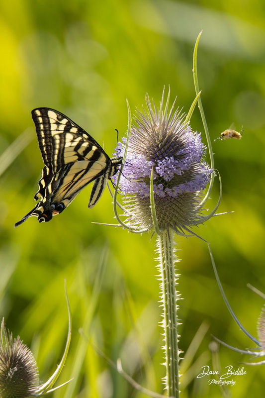 Swallowtail and critter...