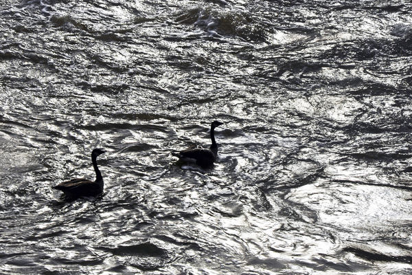 7 Two geese swimming in an eddy...