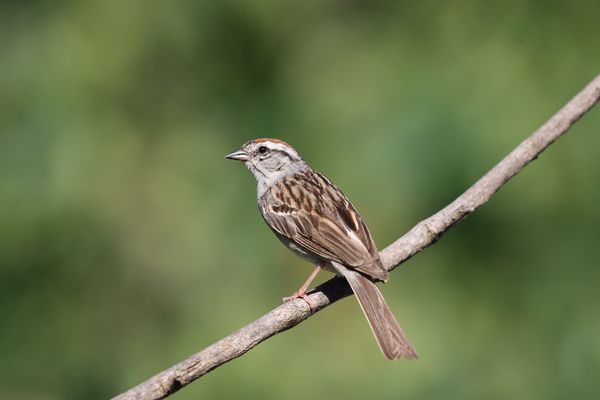 Chipping Sparrow at 18' (5.5M)...