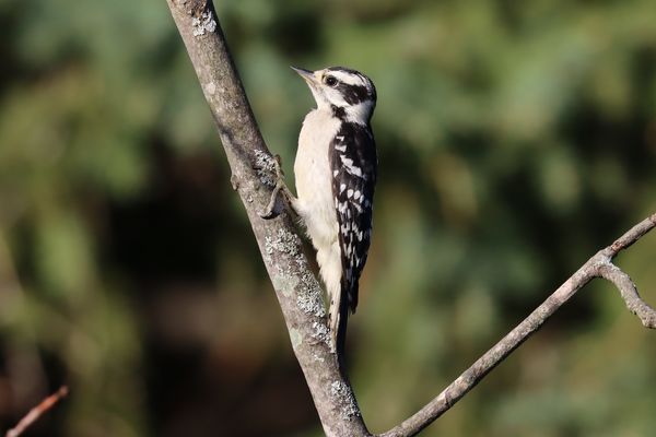 Downy Woodpecker at 30' (9M)...