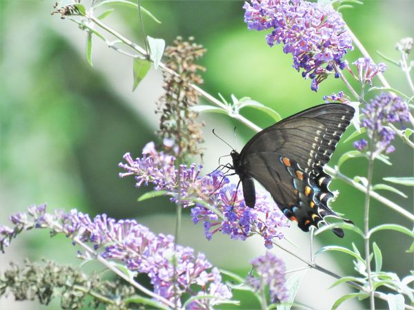 a pretty butterfly...maybe a spicebush swallowtail...