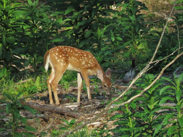 a cute little fawn way out back...
