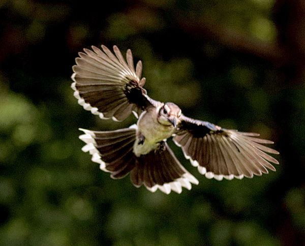 Birds In Flight My Latest Capture birds-in-flight-my-latest-capture