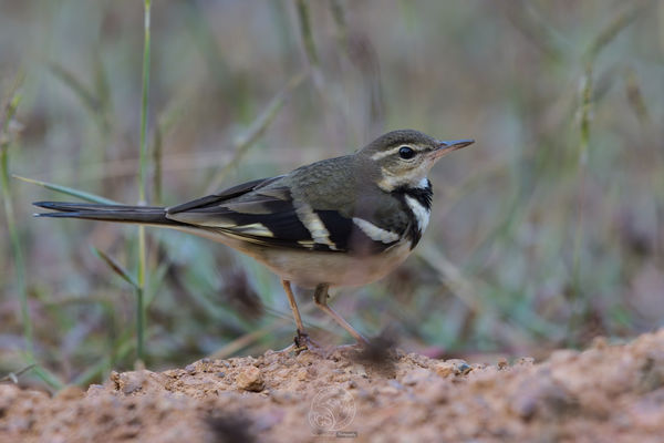 Forest Wagtail - Interesting fact - it wags its ta...