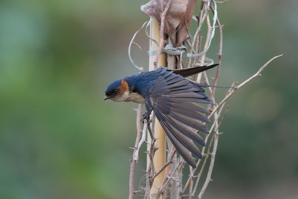 Streak Throated Swallow - a stretch after preening...