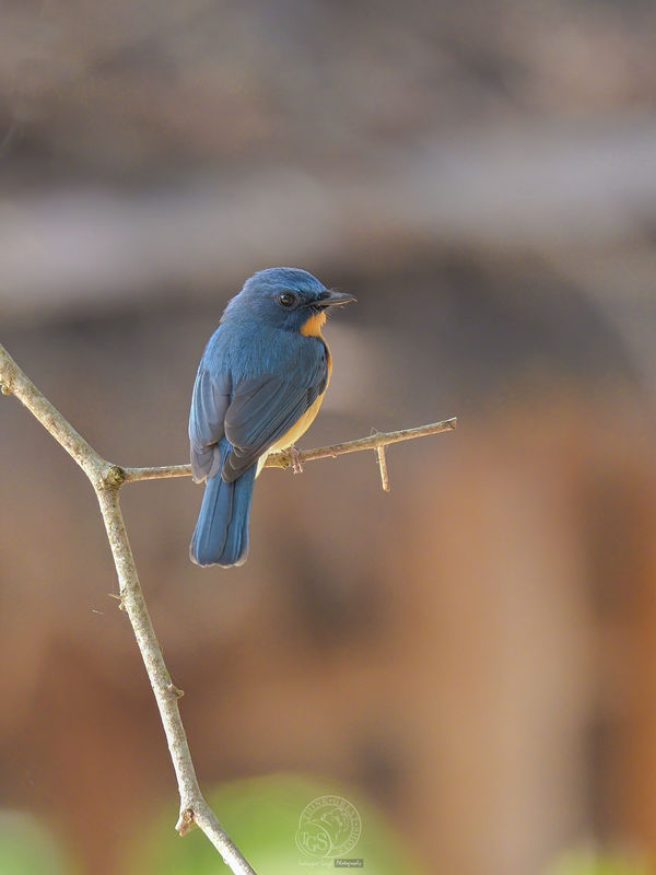 Tickell's Blue Flycatcher - a speck of blue in the...
