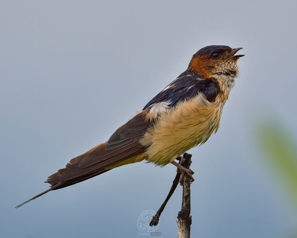 Streak Throated Swallow - Beautifully perched...