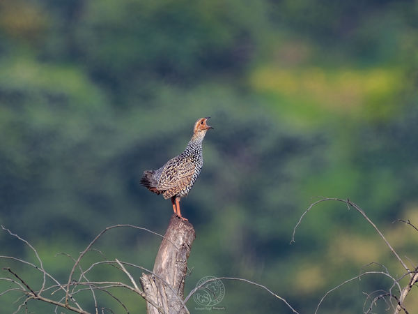 Painted Francolin - announces the arrival of dawn....