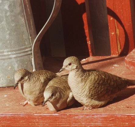 Every few years these small Inca doves will visit ...