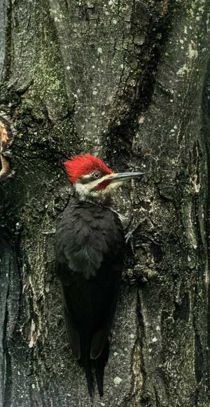 Male pileated woodpecker...