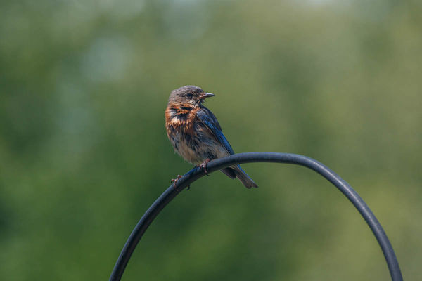 Juvenile male bluebird...