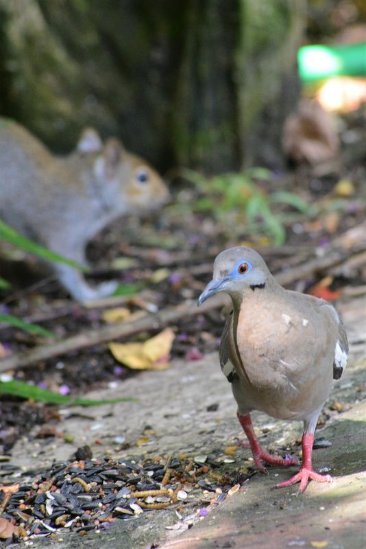 White Winged Dove and a Squirrel...