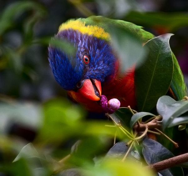 Rainbow lorikeet in our Lili pilly tree...