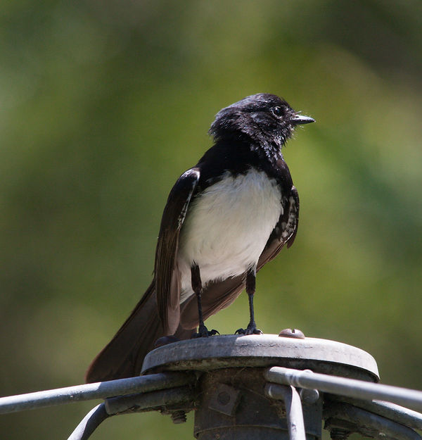 Willy wagtail on top of our rotary clothes line....