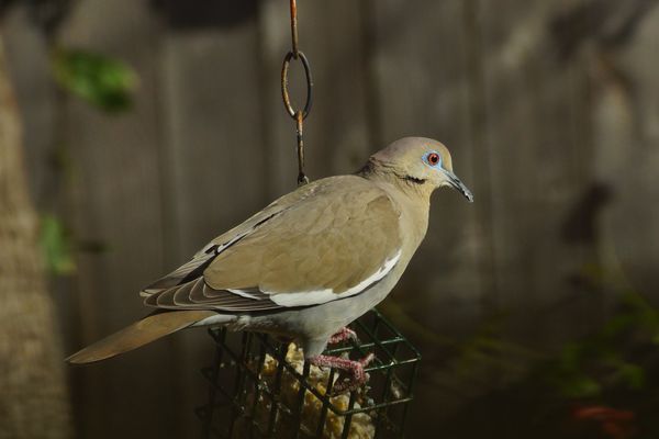 Always have plenty of white wing doves as well as ...