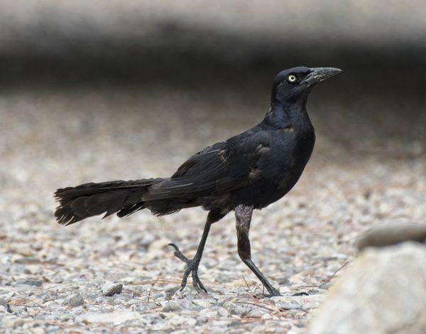 Great-tailed grackle...