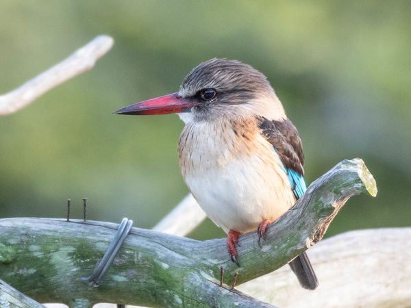 Brown-hooded kingfisher...