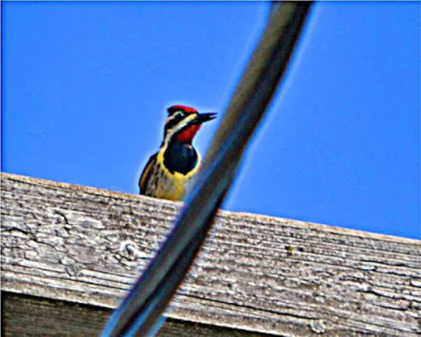 yellow on the Yellow-bellied Sapsucker...