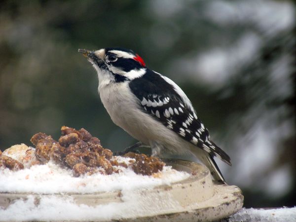Male downy woodpecker...