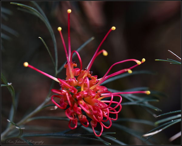 One of our many types of Grevillea...