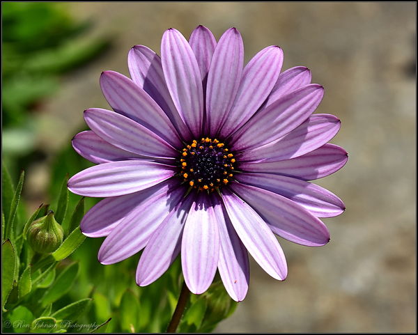 These two osteospermums are on the same bush despi...
