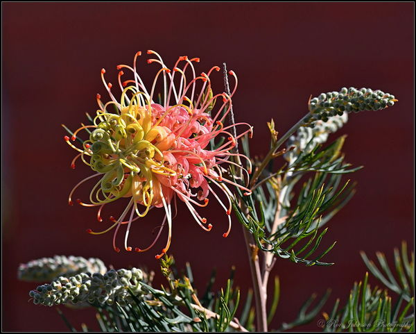 Another Grevillea, this one has a large flower, 4-...