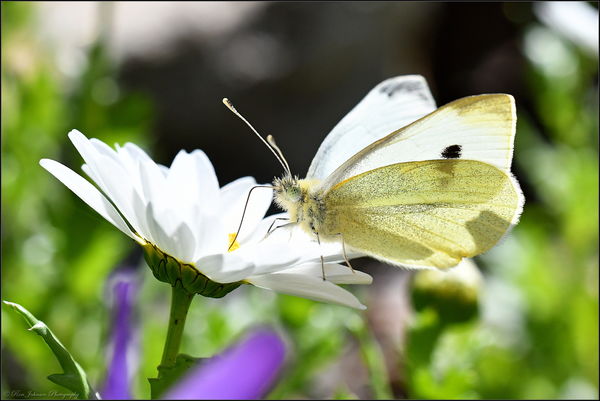 Cabbage White Butterfly, you can clearly see the p...